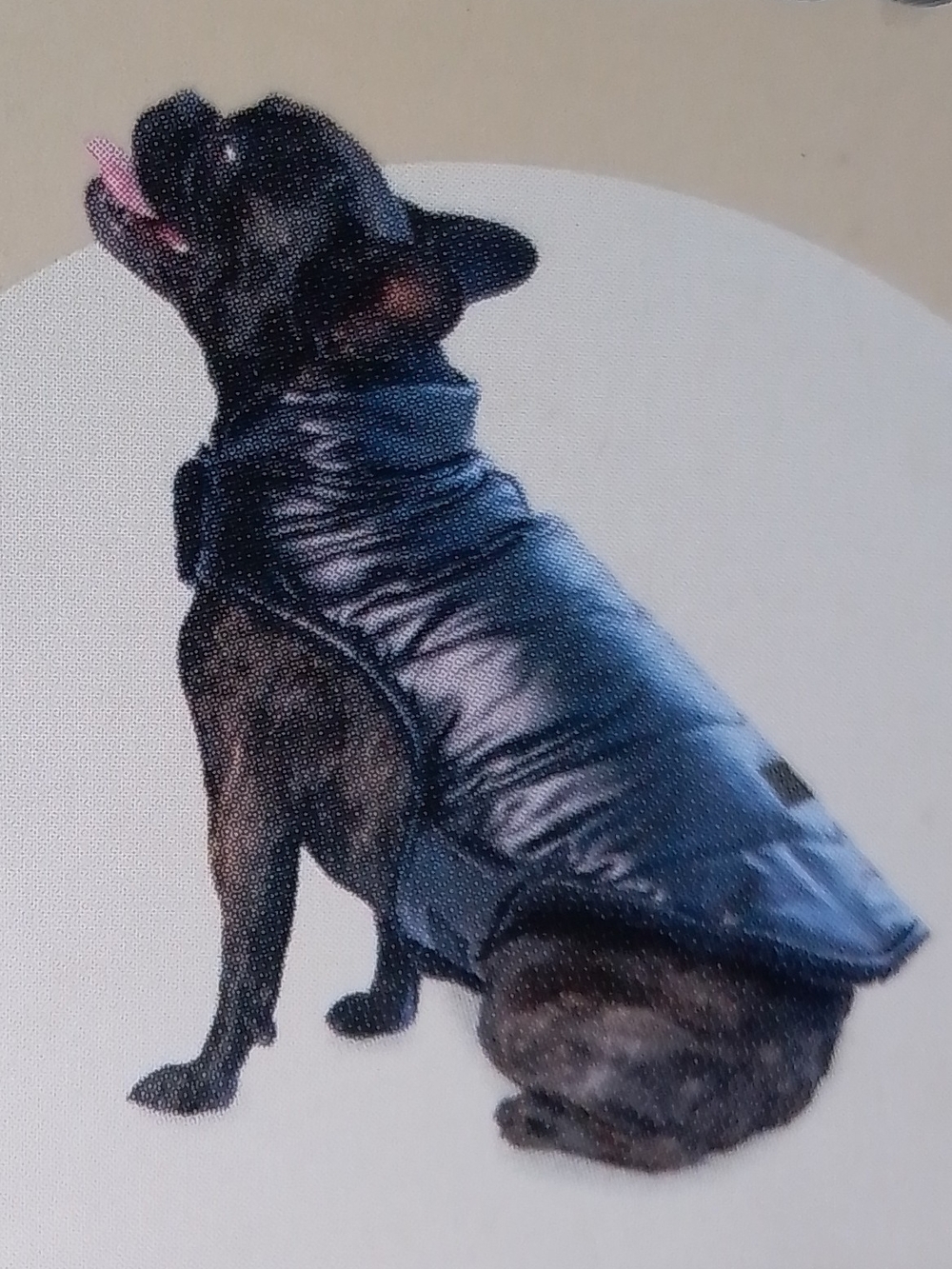 Metallic Pet Puffer Jacket